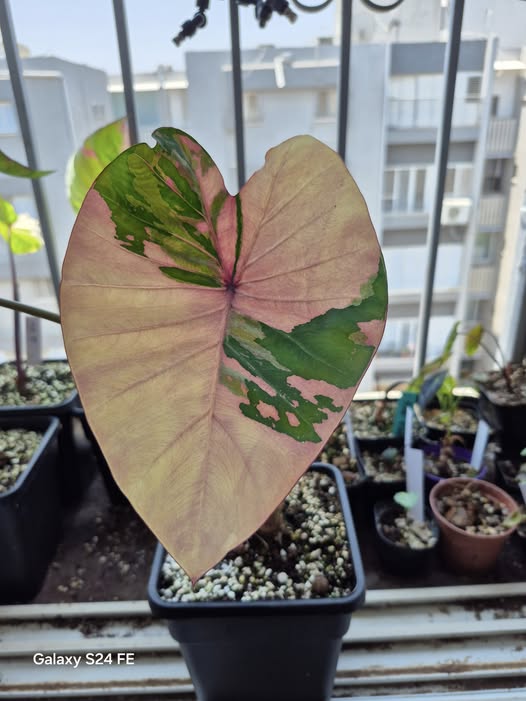 Colocasia Phasang Pink